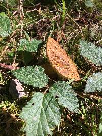 Boletus fibrillosus image