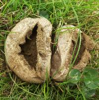 Lycoperdon perlatum image