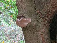 Ganoderma brownii image