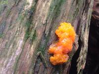 Tremella mesenterica image