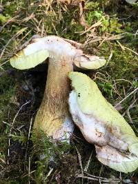 Boletus fibrillosus image