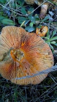 Lactarius deliciosus image