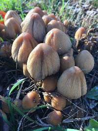 Coprinellus micaceus image