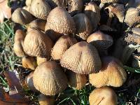 Coprinellus micaceus image