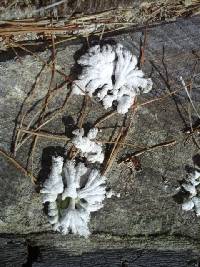 Schizophyllum commune image