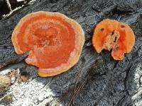 Pycnoporus coccineus image