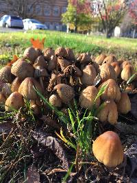 Coprinellus micaceus image