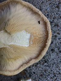 Lactarius pubescens image