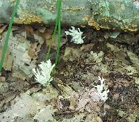 Clavulina coralloides image