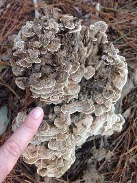 Trametes versicolor image