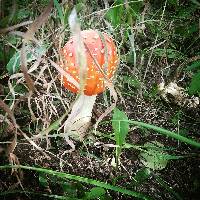 Amanita muscaria image