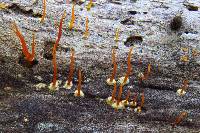 Calocera cornea image