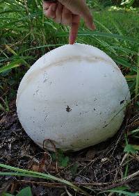 Calvatia gigantea image