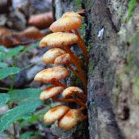 Mycena leaiana image