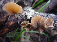 Schizophyllum amplum image