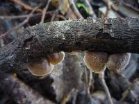 Schizophyllum amplum image