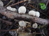 Schizophyllum amplum image