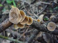 Schizophyllum amplum image