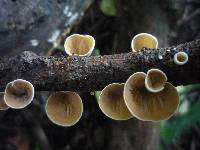 Schizophyllum amplum image