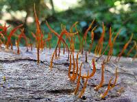 Calocera cornea image