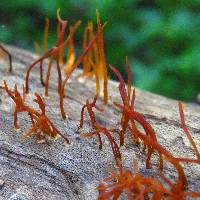 Calocera cornea image