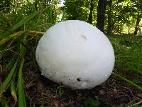 Calvatia gigantea image