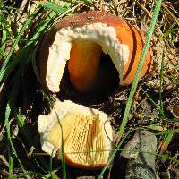 Lactarius volemus image