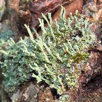 Cladonia coniocraea image