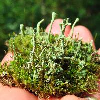 Cladonia fimbriata image