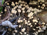 Coprinellus disseminatus image