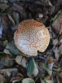 Amanita muscaria image