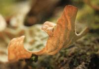 Lobaria pulmonaria image