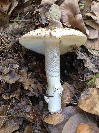 Amanita protecta image