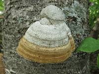 Fomes fomentarius image