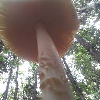 Amanita fulva image