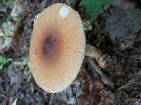 Amanita fulva image