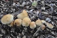 Agrocybe praecox image