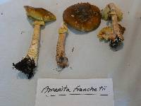 Amanita augusta image