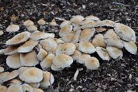 Agrocybe praecox image