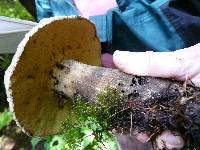 Boletus coniferarum image