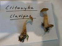 Ampulloclitocybe clavipes image