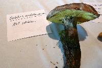 Image of Boletus coniferarum