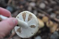 Agrocybe praecox image