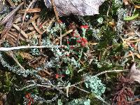 Cladonia cristatella image