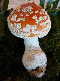 Amanita muscaria subsp. flavivolvata image