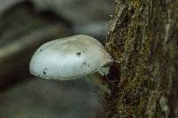 Pluteus cervinus image