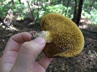 Suillus punctatipes image