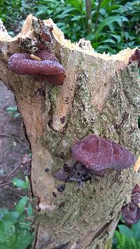 Auricularia auricula-judae image