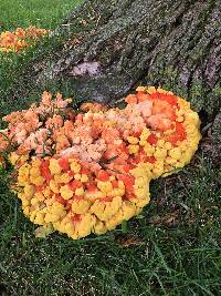 Laetiporus sulphureus image