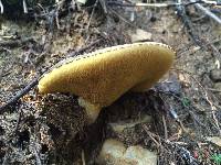 Suillus punctatipes image